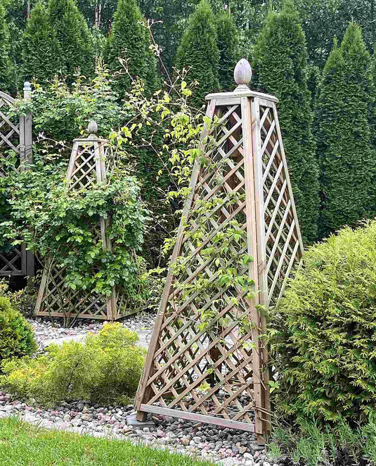 Obelisk Pine