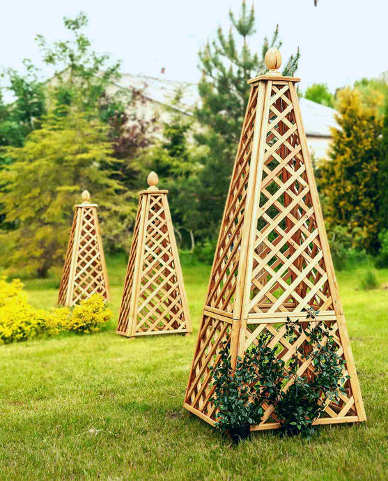 Obelisk Larch