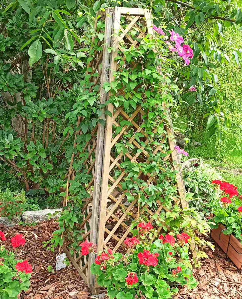 Load image into Gallery viewer, Obelisk Pine
