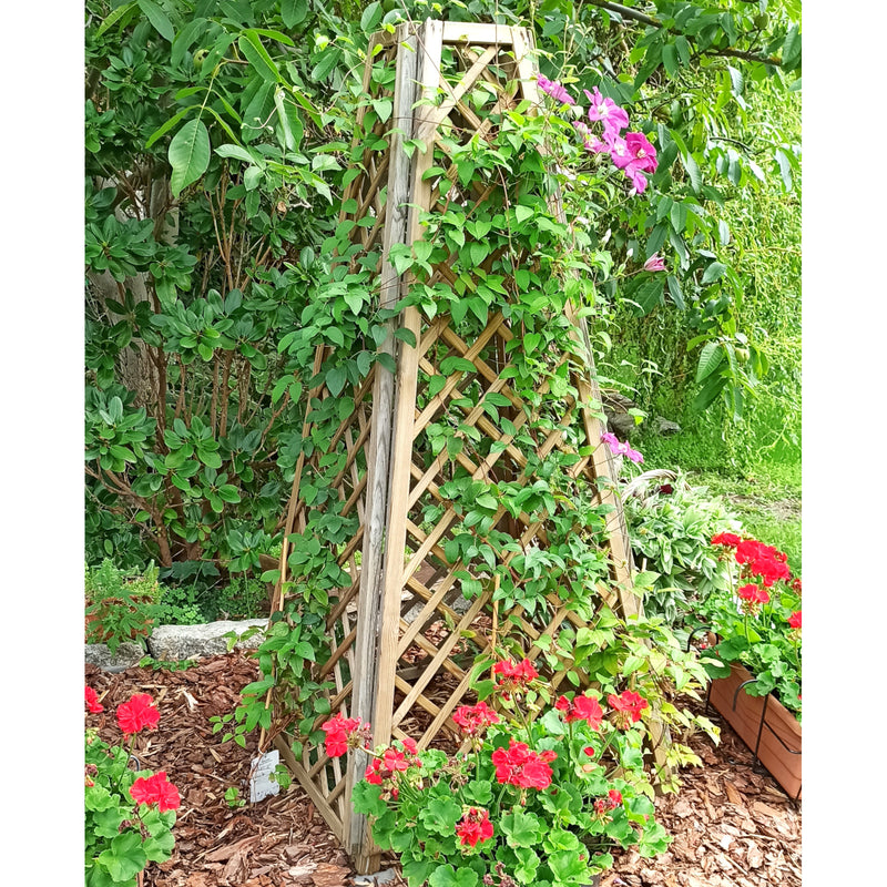 Load image into Gallery viewer, Obelisk Pine
