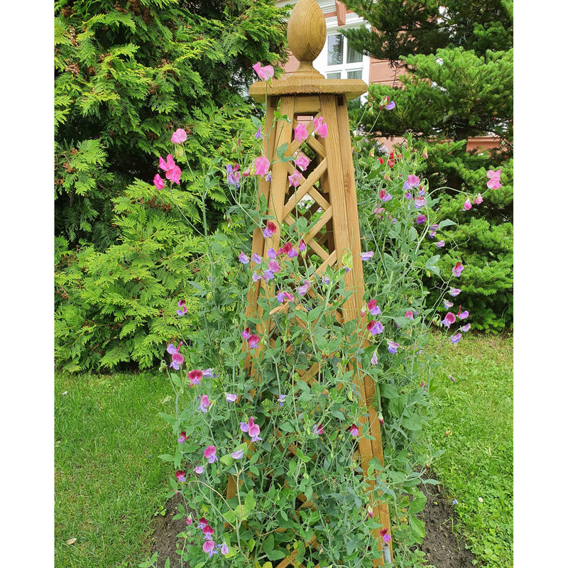 Load image into Gallery viewer, Obelisk Pine
