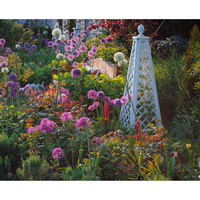 Obelisk Pine