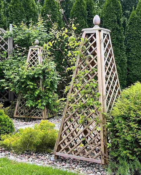 Load image into Gallery viewer, Obelisk Pine
